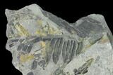 Fossil Flora (Calamites & Alethopteris) Plate - Kentucky #142394-1